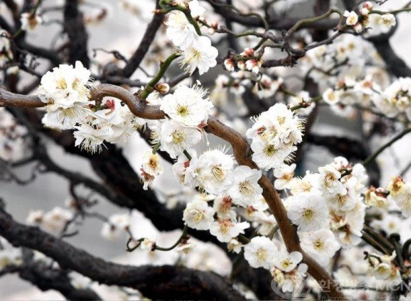 K-시흥시-다시봄,화사한 꽃망을 봄 (1).zip-K-시흥시-다시봄,화사한 꽃망을 봄1.jpg