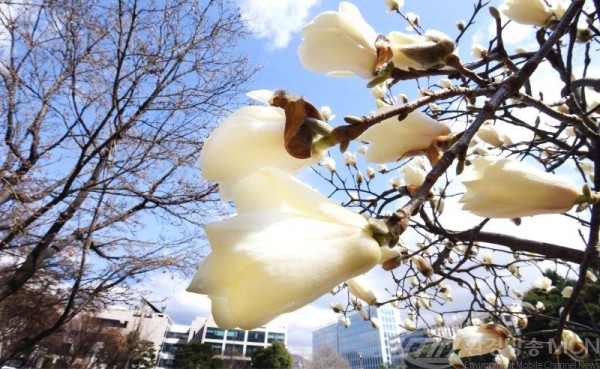 K-시흥시-다시봄,화사한 꽃망을 봄 (1).zip-K-시흥시-다시봄,화사한 꽃망을 봄3.jpg