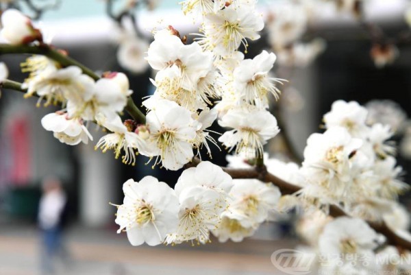K-시흥시-다시봄,화사한 꽃망을 봄 (1).zip-K-시흥시-다시봄,화사한 꽃망을 봄4.jpg