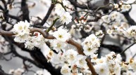 [포토] 다시 봄, 화사한 꽃망울 '톡톡'