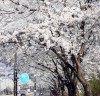 [기획] 시흥 ‘이곳만은 꼭’  봄바람 불어오면, 물왕호수ㆍ은계호수