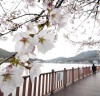 벚꽃 향기 흩날리는 시흥은 온통 ‘봄봄봄’