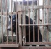 화천 마지막 남은 웅담 채취용 ‘사육곰’ 동물보호단체에서 구조